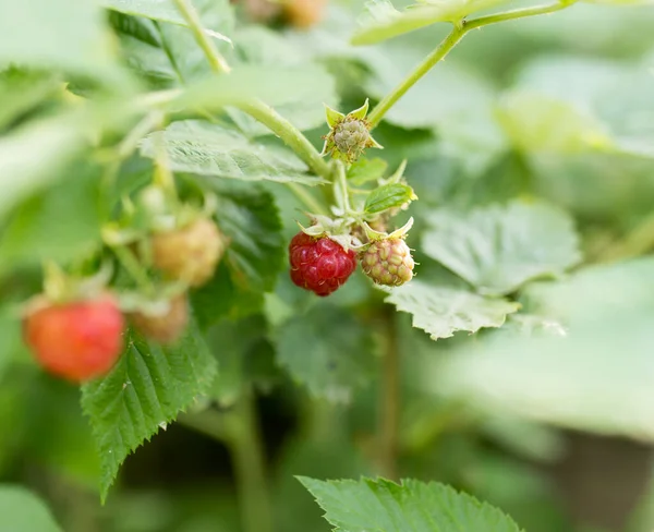 Framboise Rouge Mûre Dans Nature Dans Parc Dans Nature — Photo