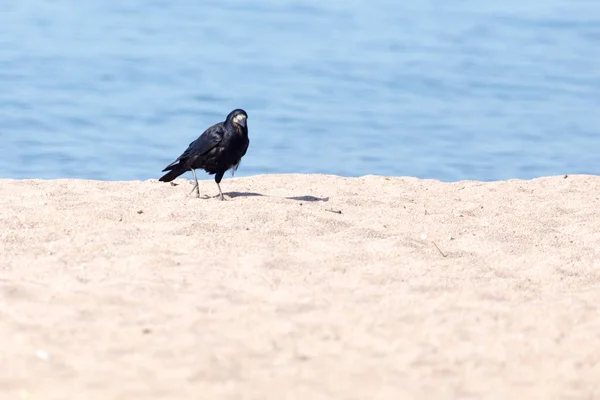 砂の上の黒いカラス 自然公園で — ストック写真