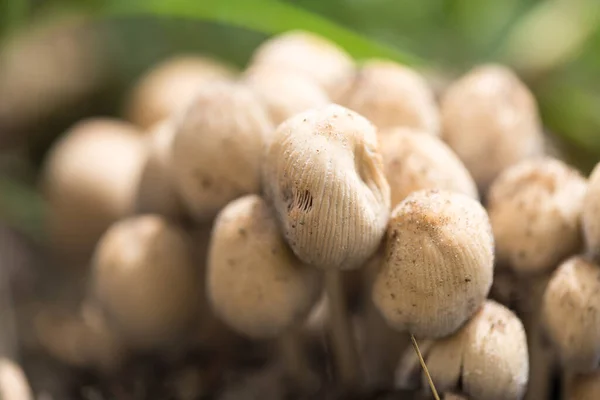 Ungenießbare Pilze Der Natur Park Der Natur — Stockfoto