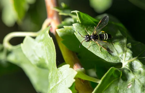 Wasp Green Leaf Park Nature — Stock Photo, Image