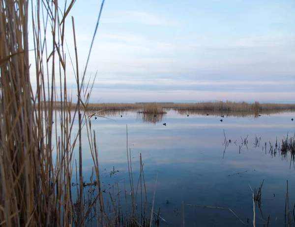 Lago Com Juncos Amanhecer Outono Fotos De Bancos De Imagens Sem Royalties