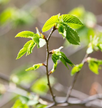 Genç yapraklar doğada bir ağaç dalında .