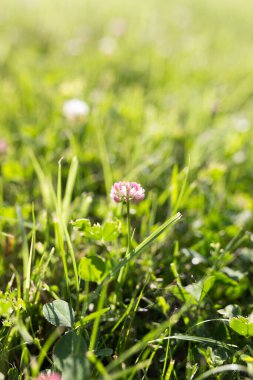 Doğadaki yonca çiçeğinin üzerinde. Doğadaki parkta.