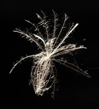 Siyah arka planda tüylü bir karahindiba. Doğadaki parkta.