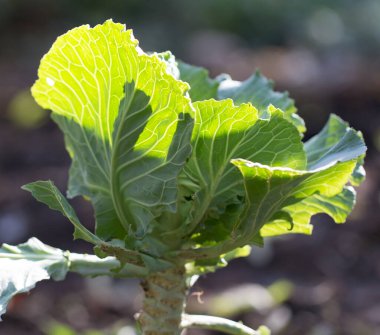 Bahçede lahana yaprakları. Doğadaki parkta.