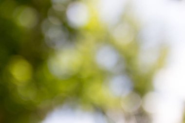 Arka plan olarak doğa yeşili bokeh. Doğadaki parkta.