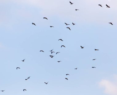 Gökyüzünde uçan bir martı sürüsü .