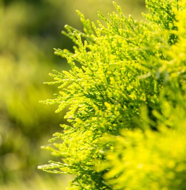 Doğanın kozalaklı dalları. Doğadaki parkta.