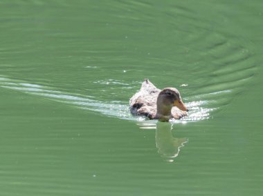 Doğadaki gölde ördek .