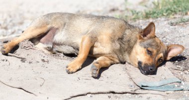 Köpek yerde yatıyor. Doğadaki parkta.