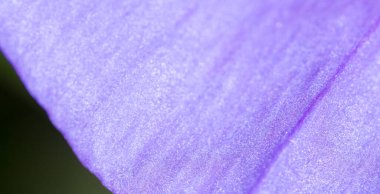 Arka plan olarak mavi çiçek. Makro. Fotoğraflar stüdyoda.