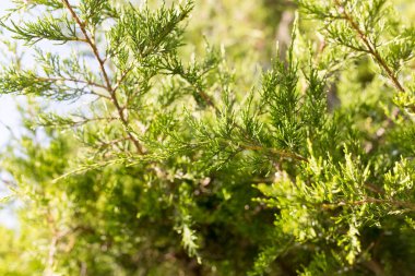 Bir eşkıyanın doğadaki güzel dalı .