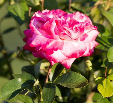 Pembe gül doğada bir parkta .