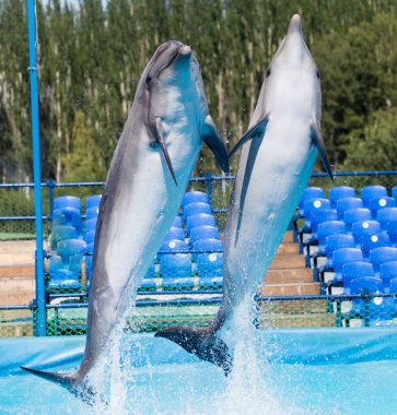 Havuza atlayan iki yunus. Doğadaki parkta.