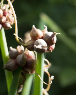 Yeşil soğanlı tohumlar. Doğadaki parkta.