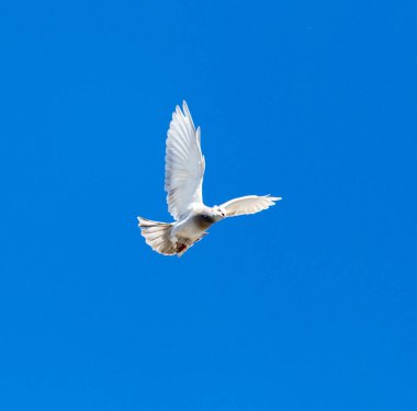 Mavi gökyüzüne karşı uçan bir güvercin .