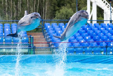 Havuza atlayan iki yunus. Doğadaki parkta.