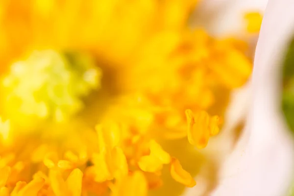 Sárga Pollen Virágban Makró Parkban Természetben — Stock Fotó