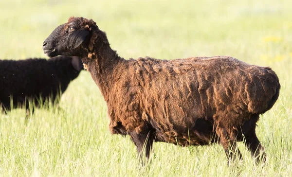 Otlaktaki Koyunlar Doğadaki Parkta — Stok fotoğraf