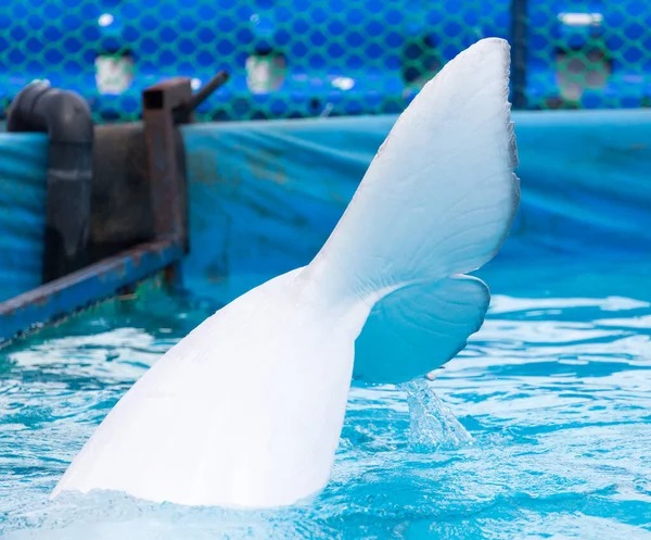 Staart Witte Dolfijn Het Zwembad Het Park Natuur — Stockfoto
