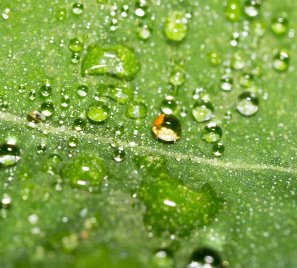 Gotas Agua Una Hoja Verde Fotos Estudio — Foto de Stock