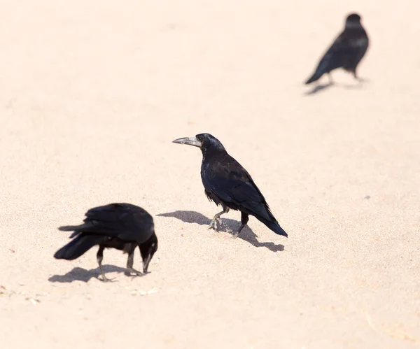 Corbeau Noir Sur Sable Dans Parc Dans Nature — Photo