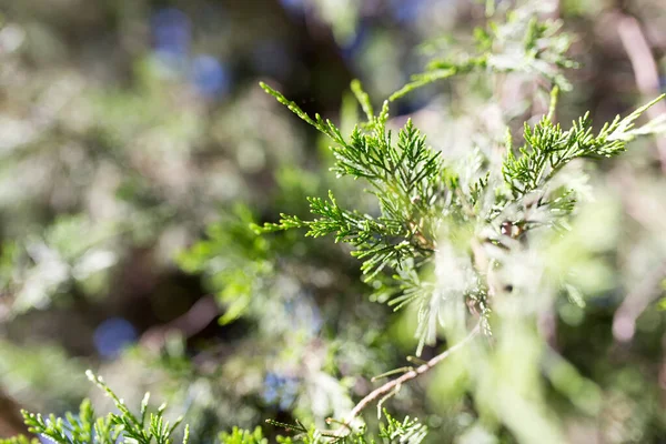 Krásná Větev Thuja Přírodě — Stock fotografie