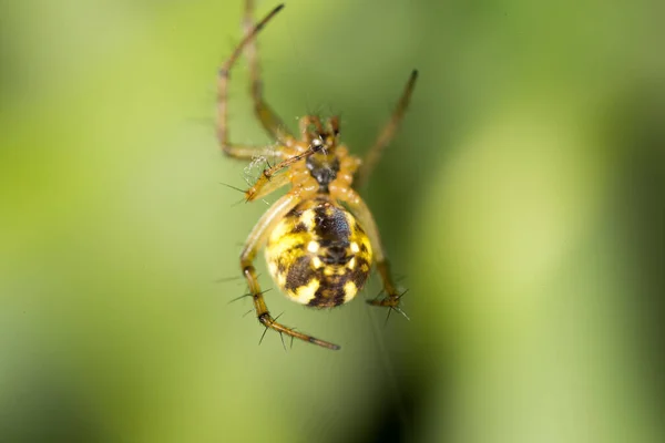 Spinne Auf Grünem Grund Park Der Natur — Stockfoto