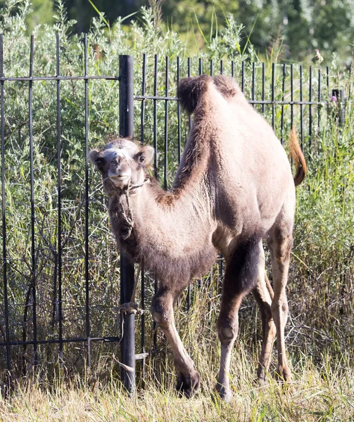 Wielbłąd Naturze Parku Przyrodzie — Zdjęcie stockowe