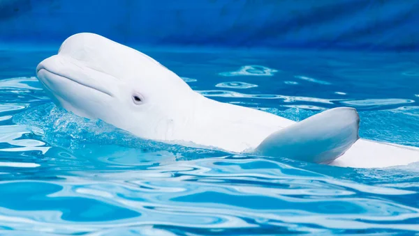 Vit Delfin Poolen Parken Naturen — Stockfoto