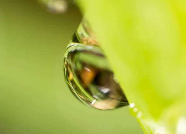 Tautropfen Auf Dem Gras Makro — Stockfoto