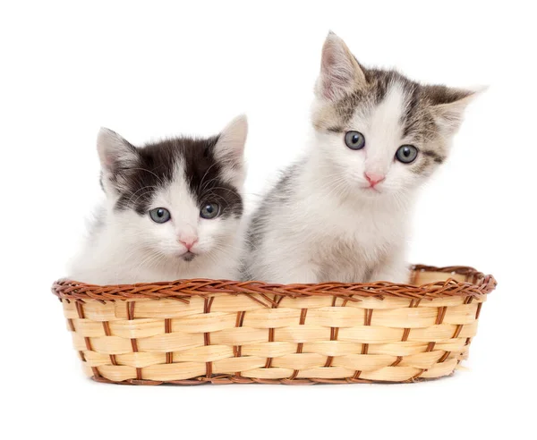 Two Kittens Basket White Background — Stock Photo, Image