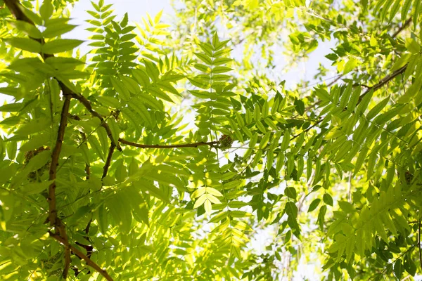 Zielone Liście Drzewie Przyrodzie — Zdjęcie stockowe