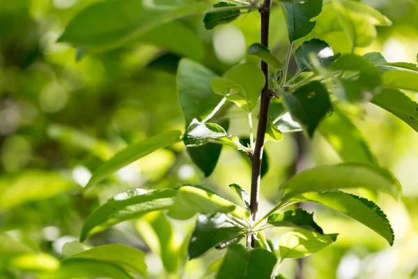 Foglie Verdi Sull Albero Natura — Foto Stock