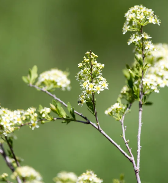 White Flowers Branch Bush — Stock Photo, Image