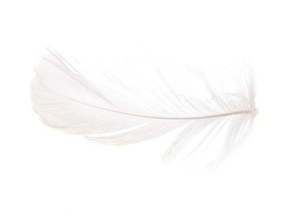 Plumas Sobre Fondo Blanco Fotos Estudio — Foto de Stock