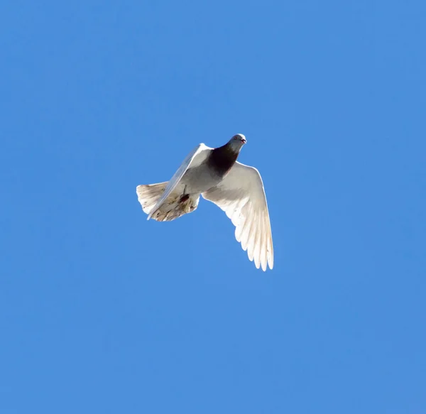 Pombo Voo Contra Céu Azul — Fotografia de Stock