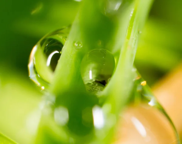 Свежий Зеленый Побег Капает Вода Супермакро — стоковое фото