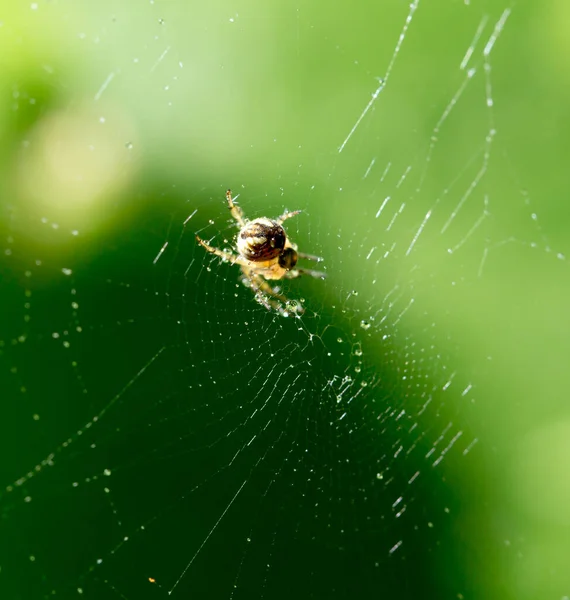 Krople Wody Pajęczynie Pająkiem Naturze — Zdjęcie stockowe