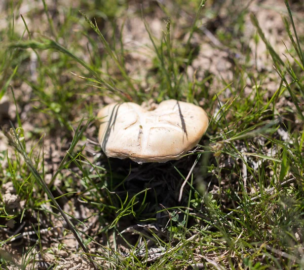 Grzyby Naturze Parku Przyrodzie — Zdjęcie stockowe