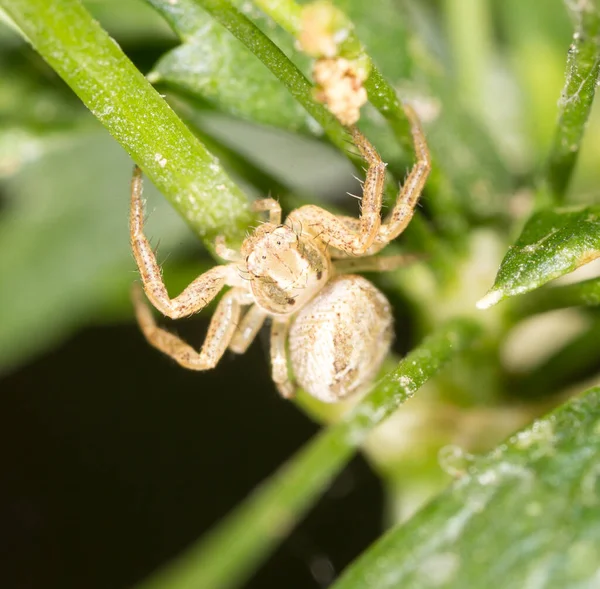 Spider Green Nature Park Nature — Stock Photo, Image