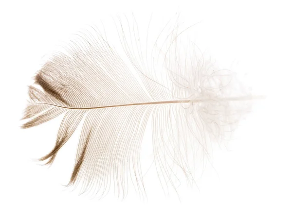 Feather White Background Photos Studio — Stock Photo, Image