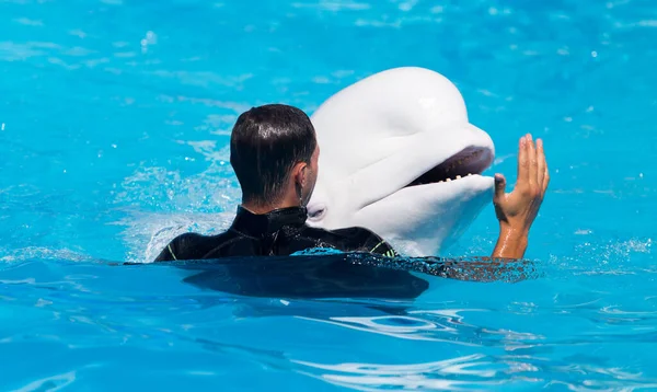 Coach Med Vit Delfin Poolen — Stockfoto