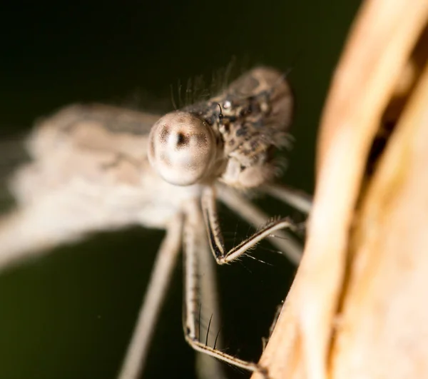 Libellule Dans Nature Presque Dans Parc Dans Nature — Photo