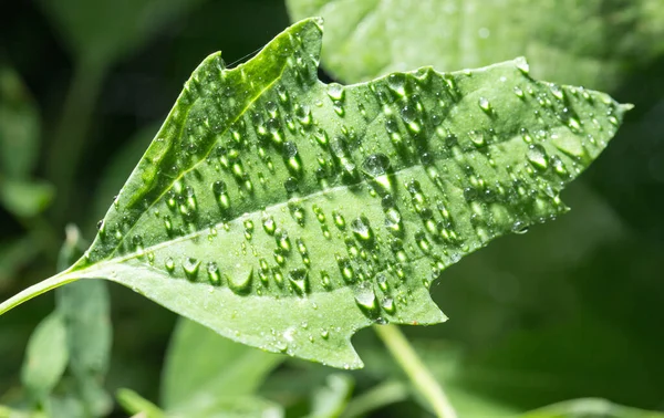 Water Drops Green Leaf Park Nature — Stock Photo, Image