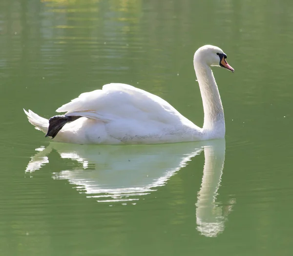 Bílá Labuť Jezeře Parku Přírodě — Stock fotografie