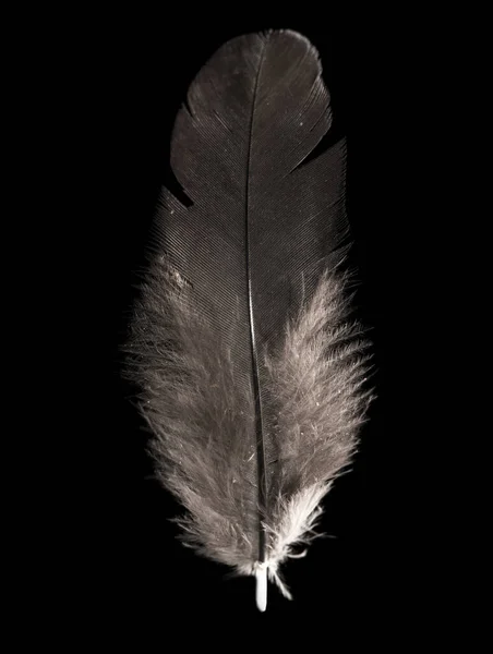 黒を背景に羽 スタジオの写真 — ストック写真