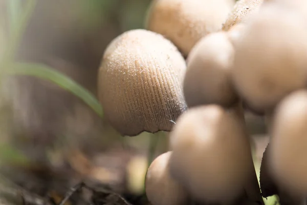 Niejadalne Grzyby Naturze Parku Przyrodzie — Zdjęcie stockowe