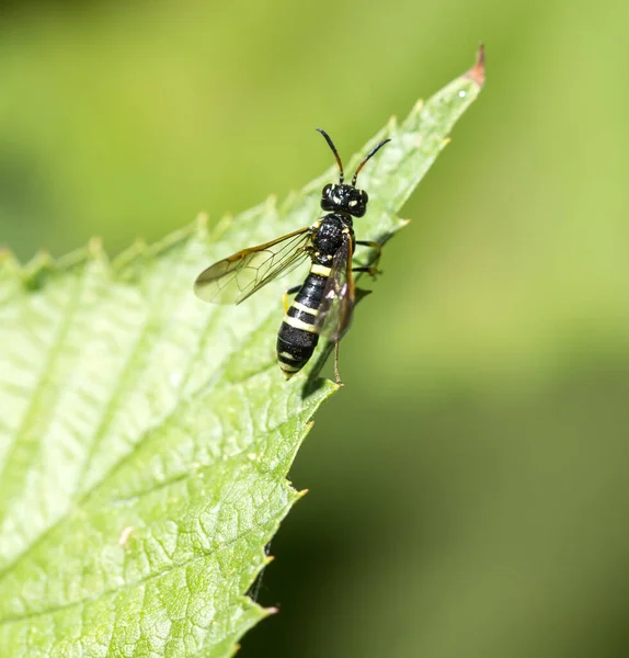 Wasp Green Leaf Park Nature — Stock Photo, Image