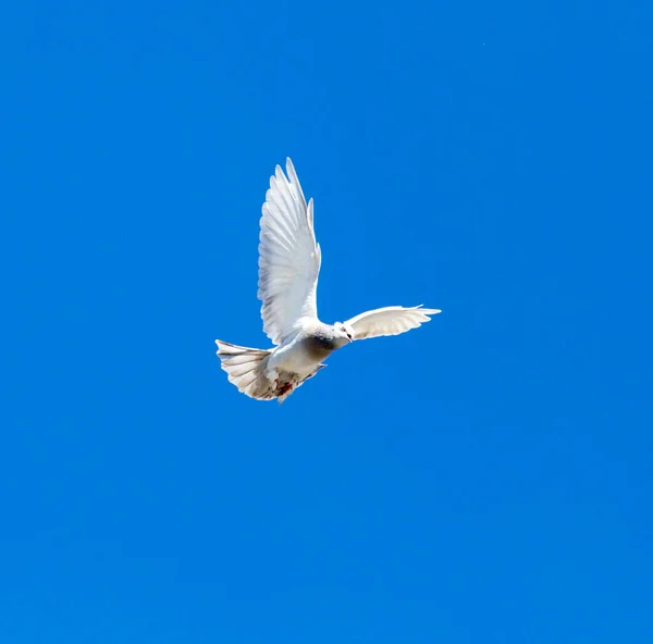 Duva Flykt Mot Blå Himmel — Stockfoto